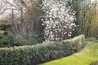 Holly as a hedge and magnolia, Ilex, Magnolia stellata 