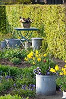 Bulb plants in galvanized buckets, Viola, Narcissus, Muscaria armeniacum 