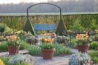 Vegetable garden in spring with tulips in pots, Tulipa fosteriana Orange Emperor 