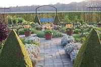 Vegetable garden in spring with tulips in pots, Tulipa fosteriana Orange Emperor 