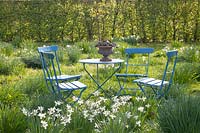 Seating in a daffodil meadow, Narcissus triandrus Thalia 