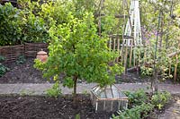 Currant bush in spring, Ribes rubrum 