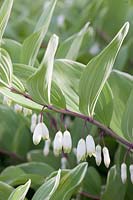 Portrait of Solomon's Seal, Polygonatum odoratum Variegatum 