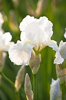 Bearded Iris, Iris barbata White Knight 