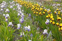 Field with irises, Iris barbata Rajah Brook, Iris barbata Arpege 