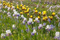 Field with irises, Iris barbata Rajah Brook, Iris barbata Arpege 