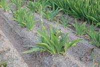 Cultivation of irises, Iris barbata 