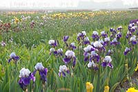 Field with irises, Iris barbata Arpege 