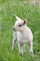 Lamb in May 