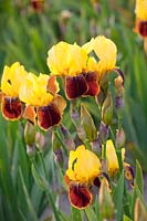 Bearded Iris, Iris barbata Rajah Brook 