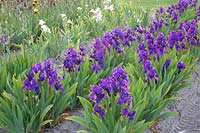 Iris, Iris intermedia Anninkins 