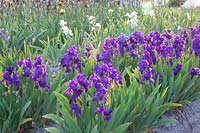 Iris, Iris intermedia Anninkins 