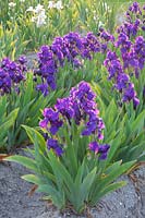 Iris, Iris intermedia Anninkins 