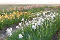 Field with irises, Iris barbata White Knight 