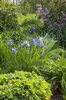 Siberian Iris with Funkie, Iris sibirica, Hosta 