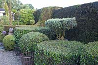 Form-trimmed evergreen shrubs, Viburnum, Olea europaea 