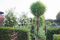 Rambler roses planted as a privacy screen, Rosa Bobbie James 