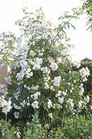 Rambler rose planted as a privacy screen, Rosa Bobbie James 