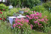 Shrub roses in the country house garden, Rosa Lupo, Rosa Deep Impression, Rosa Leonardo da Vinci 