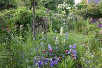 Bed in the country garden, Campanula persicifolia 