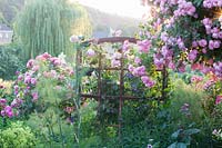 Rose garden with a view of the landscape, Rosa Raubritter 