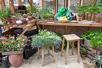 Greenhouse from inside 