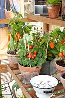 Tomatoes and peppers in the greenhouse, Capsicum annuum, Solanum lycopersicum 