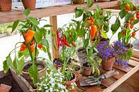 Peppers and chilies in the greenhouse Capsicum annuum 