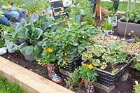 Vegetables and strawberries in recycled planters 
