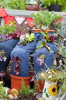 Jeans planted with lettuce and flowers 