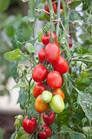 Plum tomato, Solanum lycopersicum Nagina 