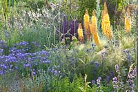 Gravel garden, Eremurus x isabellinus Pinokkio, Eryngium bourgatii Picos Amethyst, Nasella tenuissima 