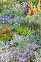 Gravel garden, Eremurus x isabellinus Pinokkio, Eryngium bourgatii Picos Amethyst, Nasella tenuissima, Triteleia laxa, Gaura lindheimeri, Thymus 