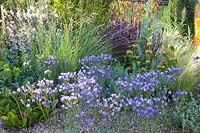 Spring stars in the gravel garden,Triteleia laxa 