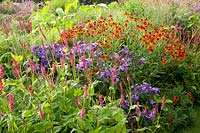 Prairie plants, Helenium, Phlox, Persicaria amplexicaulis 