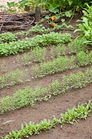 Seedlings of camelina and quinoa, Camelina sativa, Chenopodium quinoa 