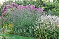 Bed with Hemp agrimony, Eupatorium maculatum Giant umbrella, Persicaria amplexicaulis Alba, Molinia litoralis Transparent 