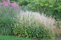 Bed with Hemp agrimony, Eupatorium maculatum Giant umbrella, Persicaria amplexicaulis Alba, Molinia litoralis Transparent 