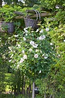 Standard rose mallow, Hibiscus syriacus Red Heart 