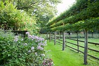 Lime espalier, Tilia cordata 