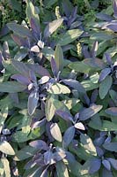 Sage, Salvia officinalis Purpurascens 