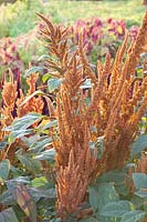 Foxtail, Amaranthus cruentus Upright Mix 