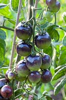 Tomatoes, Solanum lycopersicum Indigo Rose 