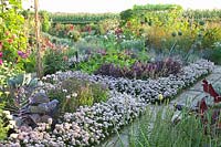 Vegetable garden with edging of mountain leek, Allium senescens 