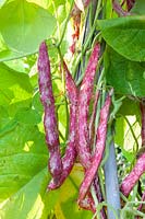 Runner beans, Phaseolus vulgaris Borlotto fire tongue 