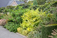 Hedge along a driveway, Cornus, Lonicera, Sedum 