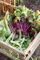 Beetroot, beans and gourds in a wooden box, Beta vulgaris, Phaseolus, Lagenaria siceraria 