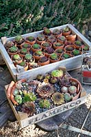 Collection of roofleeks, Sempervivum 