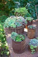 Collection of roofleeks, Sempervivum 