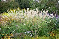African fountain grass, Pennisetum macrourum White Lancer 